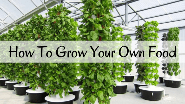 How To Grow Your Own Food & Save Money!